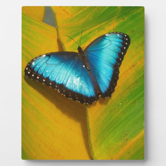 Mooie Iridescent Butterfly Fotoplaat (Voorkant)