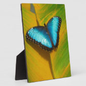 Mooie Iridescent Butterfly Fotoplaat (Zijkant)