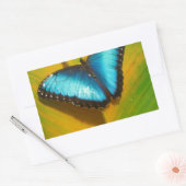 Mooie Iridescent Butterfly Rechthoekige Sticker (Envelop)