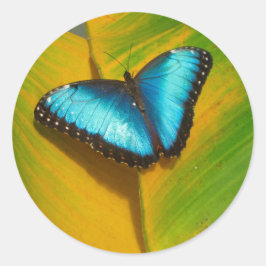 Mooie Iridescent Butterfly Ronde Sticker