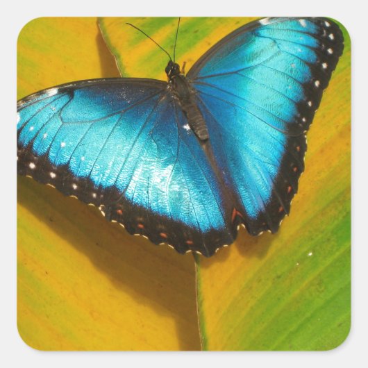 Mooie Iridescent Butterfly Vierkante Sticker (Voorkant)