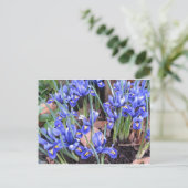 MOOIE IRIS BRIEFKAART (Staand voorkant)