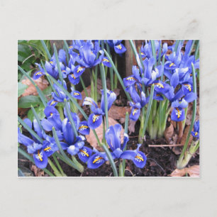 MOOIE IRIS BRIEFKAART