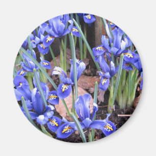 MOOIE IRIS MAGNEET