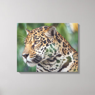 Mooie Jaguar in het Wild Canvas Afdruk