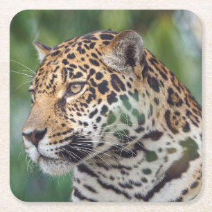 Mooie Jaguar in het wild Vierkante Kartonnen Onderzetter