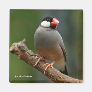 Mooie Java Finch Songbird Magneet