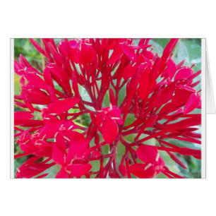 Mooie Kaleidoscoop van Kleurrijke Rode Milkweed