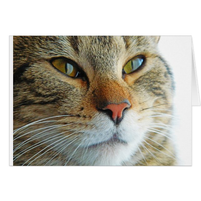 Mooie kat (Voorkant Horizontaal)