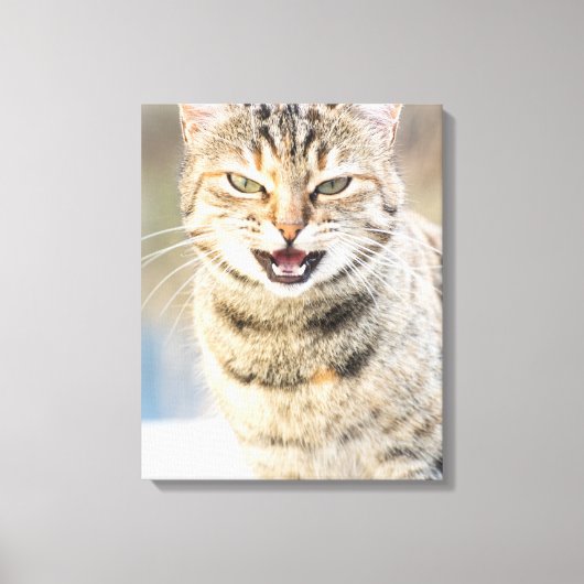 Mooie kat canvas afdruk (Voorkant)