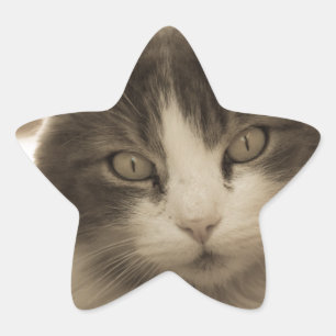 Mooie kat in een Sepia-stijl Ster Sticker