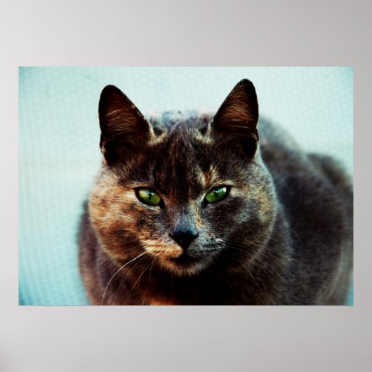 Mooie kat poster (Voorkant)