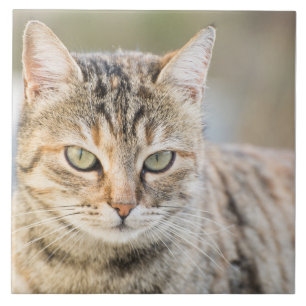 Mooie kat tegeltje