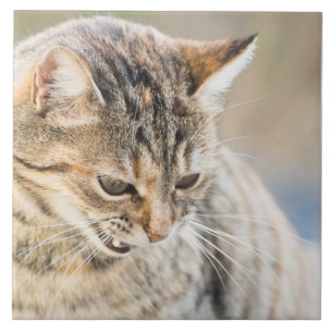 Mooie kat tegeltje