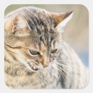 Mooie kat vierkante sticker