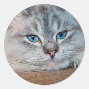 Mooie katblauwe ogen ronde sticker