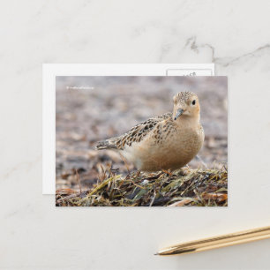 Mooie, keiharde Sandpiper bij het strand Briefkaart