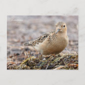 Mooie, keiharde Sandpiper bij het strand Briefkaart (Voorkant)