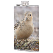 Mooie, keiharde Sandpiper bij het strand Heupfles (Links)