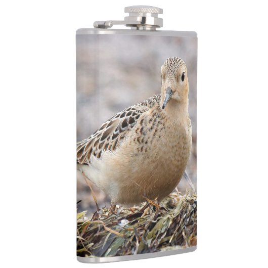 Mooie, keiharde Sandpiper bij het strand Heupfles (Rechts)