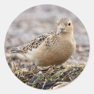 Mooie, keiharde Sandpiper bij het strand Ronde Sticker