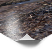 Mooie Killhert in het strand Foto Afdruk (Hoek)