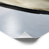 Mooie King Vulture Foto Afdruk (Hoek)