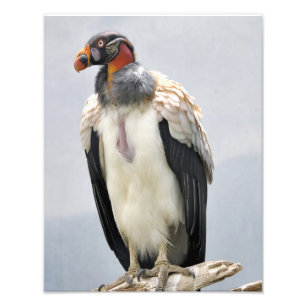 Mooie King Vulture Foto Afdruk