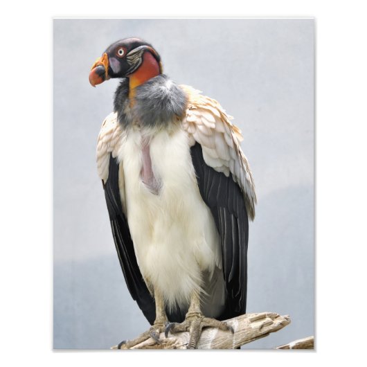 Mooie King Vulture Foto Afdruk (Voorkant)