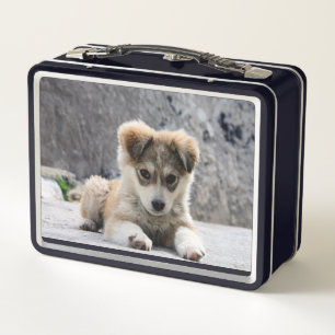 Mooie Kleine Puppy