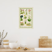 Mooie kleur botanische flora poster (Keuken)