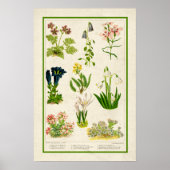 Mooie kleur botanische flora poster (Voorkant)