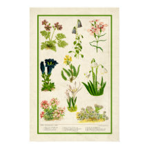 Mooie  kleur botanische flora