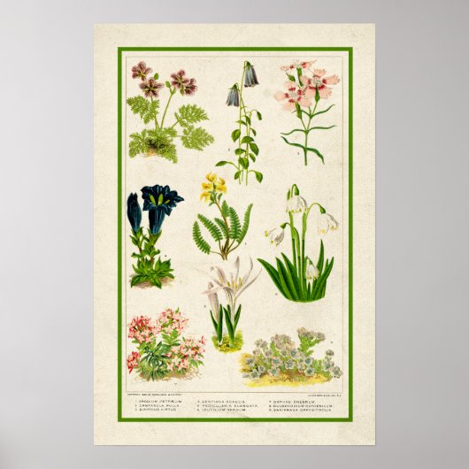 Mooie kleur botanische flora poster (Voorkant)
