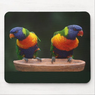 Mooie & Kleurrijke Blauwe Groene & Oranje Papegaai Muismat