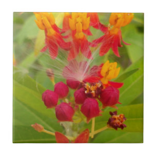 Mooie kleurrijke bloem met Milkweed Art Print Tegeltje