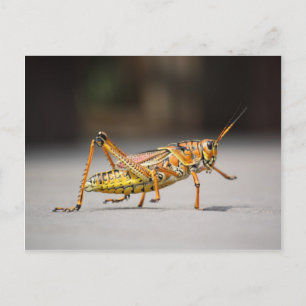 Mooie kleurrijke sprinkhaan in close-up briefkaart