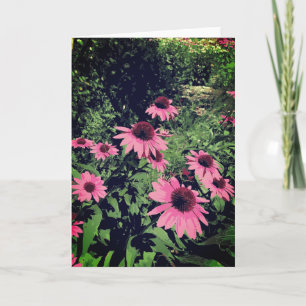 Mooie kloon bloemen in een tuinroze Paars Kaart