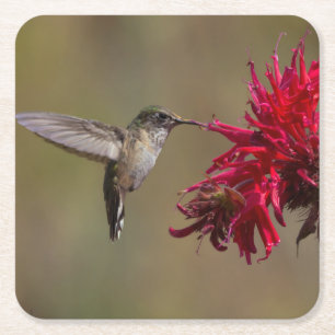 Mooie koeienvogel in de Onderzetter van de vlucht