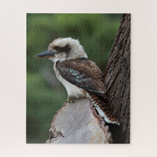 Mooie Kookaburra Bird Australia, 520 stuks Legpuzzel