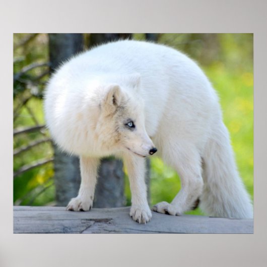 Mooie kunstvos poster (Voorkant)