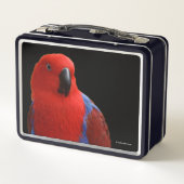 Mooie 'Lady in Red' Eclectus Parrot (Achterkant)