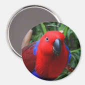 Mooie 'Lady in Red' Eclectus Parrot Magneet (Voorkant / Achterkant)