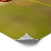 Mooie Ladybug op Daisy Poster (Hoek)