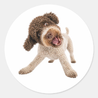 Mooie Lagotto Romagnolo Krullende Hond Vinyl Stick Ronde Sticker