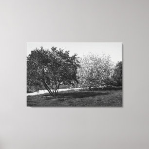 Mooie Landschap en Bomen Canvas Afdruk