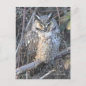 Mooie, langouderooide vogel van prooi op zonsonder briefkaart (Voorkant)