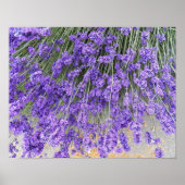 Mooie lavendel Blooms Floral Foto Poster (Voorkant)