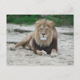 Mooie leeuw briefkaart