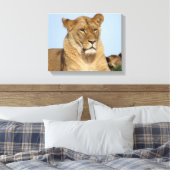Mooie leeuw in de natuur canvas afdruk (Insitu (Slaapkamer))
